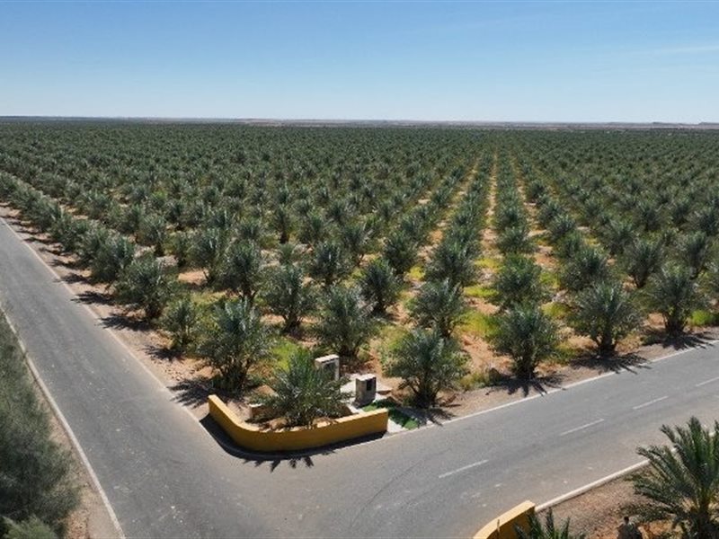 زراعة 3 ملايين نخلة