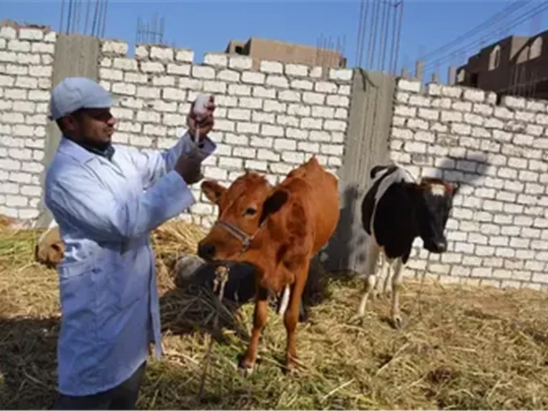 تحصين المواشي 