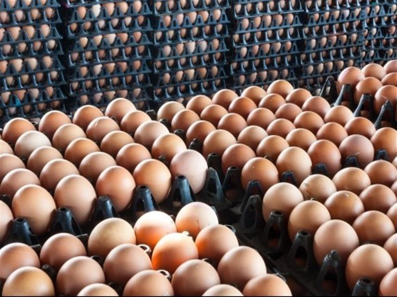 أطباق البيض