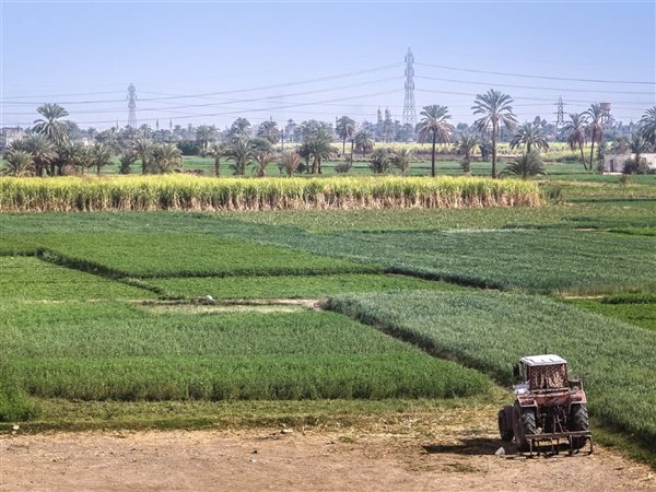 أسعار الأراضي الزراعية في مصر تشتعل.. والإيجارات وصلت لمستوى قياسي مرعب