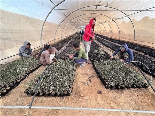 «الزراعة»: توزيع 850 ألف شتلة لتعزيز الإنتاجية في سيناء والساحل الشمالي الغربي