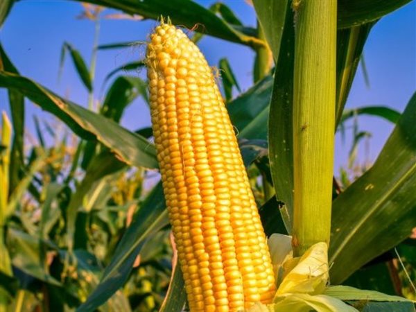 هبوط أسعار الذرة عالميًا