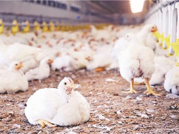 رئيس شعبة الدواجن: الحلقات الوسيطة وراء عدم شعور المواطن بانخفاض الأسعار