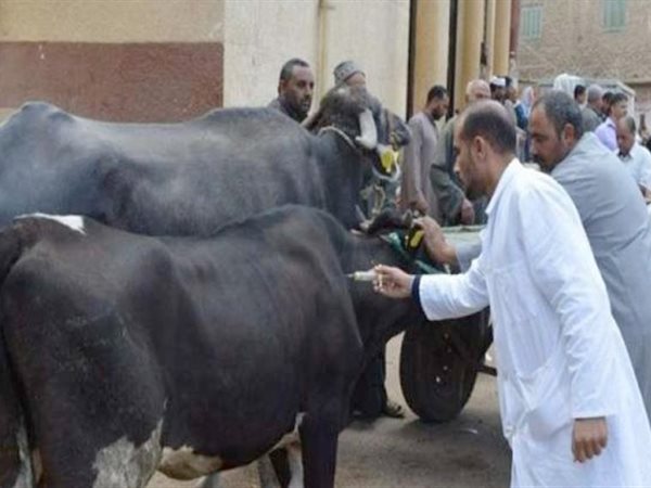التأمين على الماشية… طوق نجاة لصغار المربين وحماية لحمة الغلابة