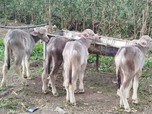 رئيس شعبة القصابين يكشف سبب ارتفاع أسعار اللحوم في مصر