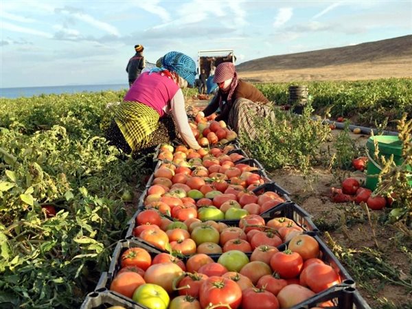 الزراعة عصب الاقتصادي المصري.. أرقام غير مسبوقة تجنيها مصر من القطاع