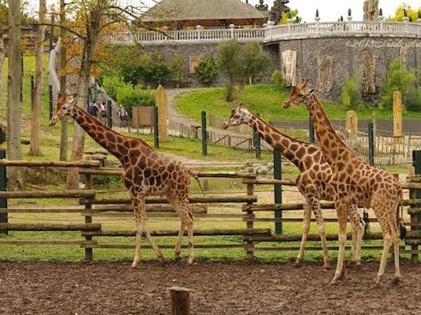 تطوير الحديقة الأكثر شهرة في الجيزة.. غموض يكتنف التفاصيل والأسعار