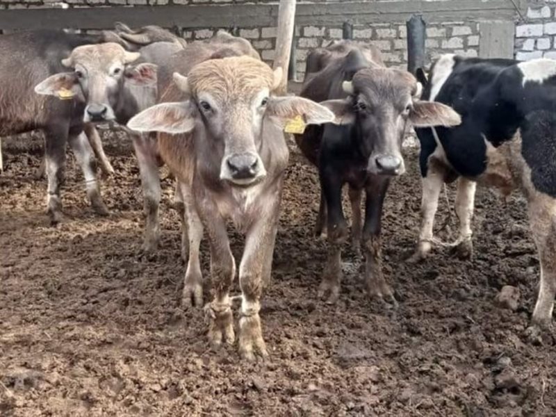 مشروع البتلو في مصر