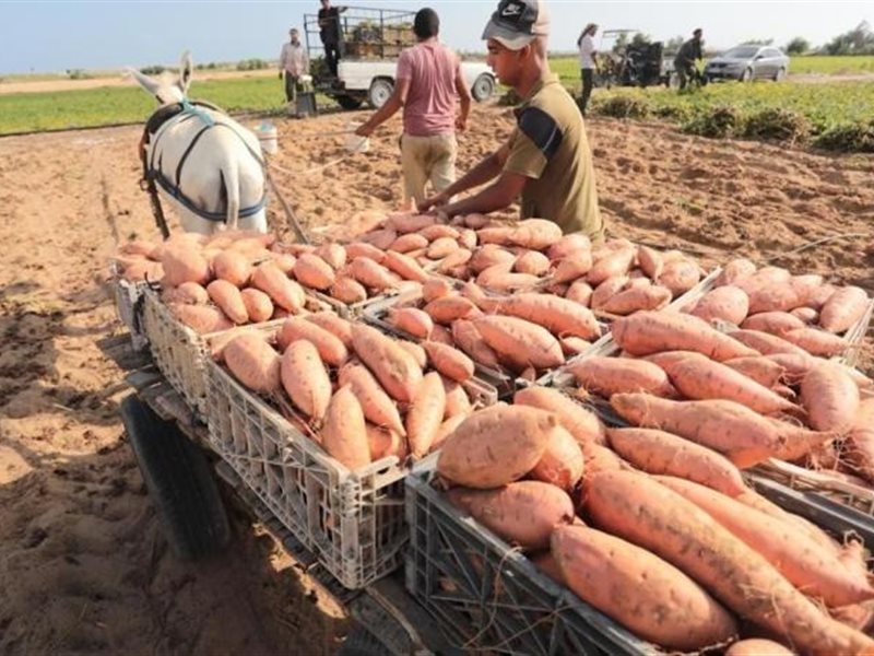 البطاطا الحلوة والموالح