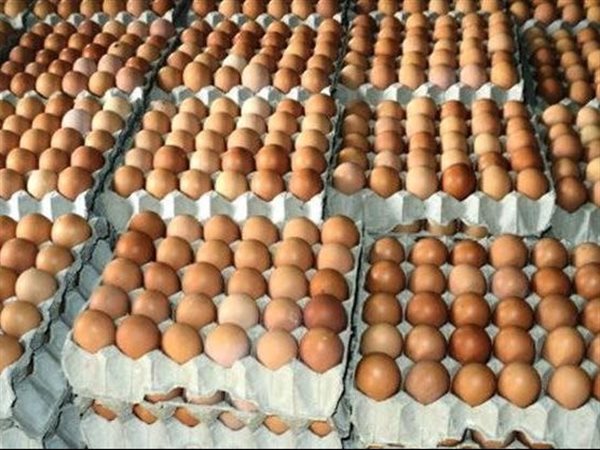 استقرار أسعار البيض في الأسواق اليوم.. الأبيض والأحمر عند 112 جنيه والبلدي115