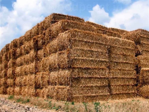 مصر تجمع أكثر من 2.6 مليون طن قش الأرز وتدويره اقتصادياً