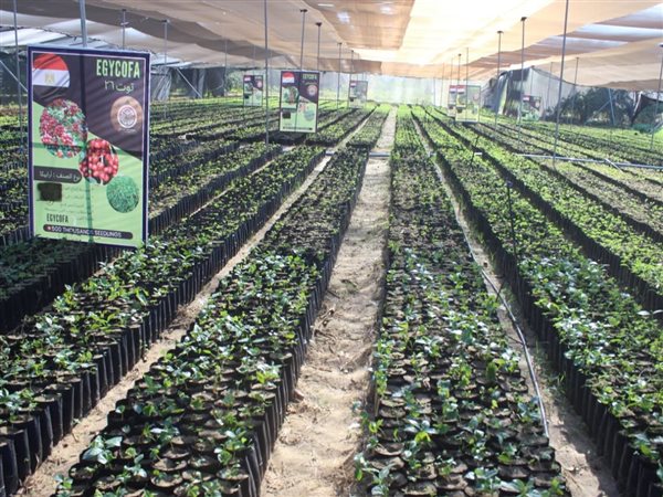 تفاصيل أول مشروع لزراعة البن في مصر