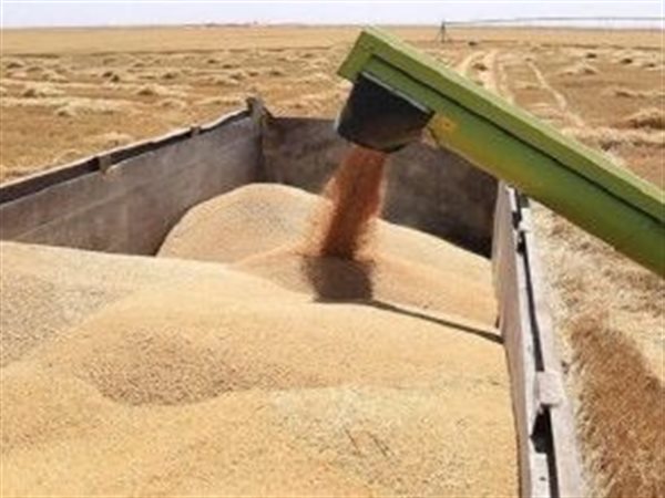 تصاعد التوترات بالبحر الأسود يرفع أسعار القمح عالميًا