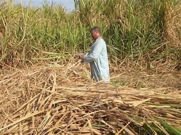 بدء توريد قصب السكر في أبو قرقاص بالمنيا غدًا وإعداد المصانع لاستقبال المحصول
