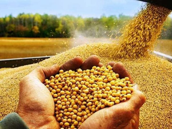 عبدالعزيز السيد: خفض الفائدة من البنك المركزي قد ينعكس على أسعار الأعلاف