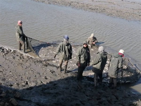 جهاز حماية وتنمية البحيرات والثروة السمكية يفتتح موسم الصيد بمزرعة كفر الشيخ