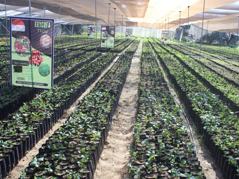 أول مشروع لزراعة