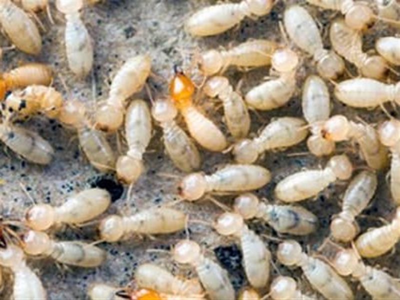  النمل الأبيض 