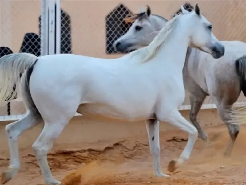 الخيول المصرية