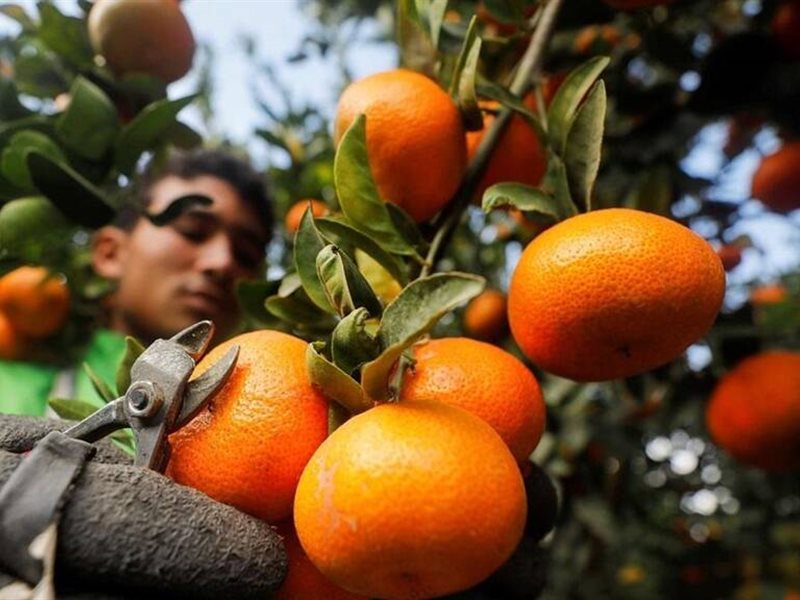  الموالح والرمان