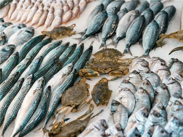 رئيس شعبة الأسماك: مصر تنتج 2.4 مليون طن سنويًا وتقترب من الاكتفاء الذاتي