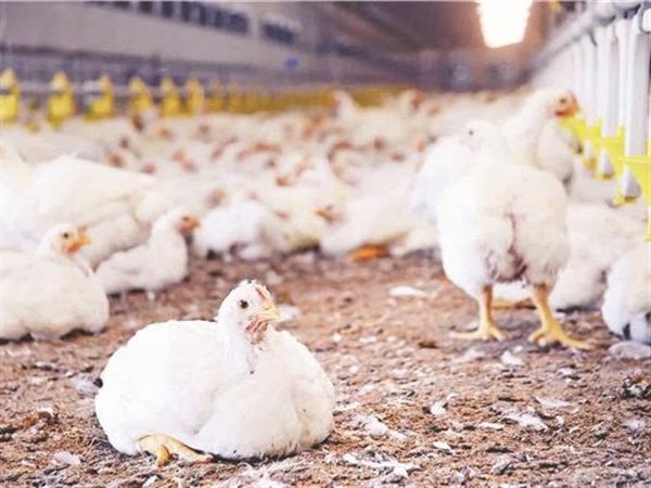 بورصة الدواجن اليوم: استقرار 