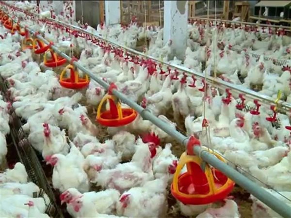 بين الخسائر والاستيراد.. منتجو الدواجن يستغيثون بالحكومة بعد نزيف 8 مليارات جنيه