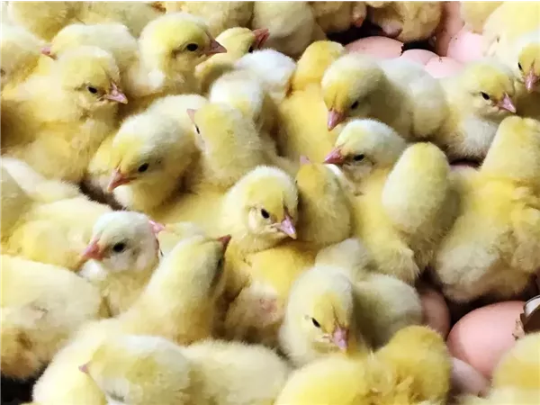 الزراعة تؤكد: لا مبرر لارتفاع أسعار الكتاكيت في الأسواق المحلية