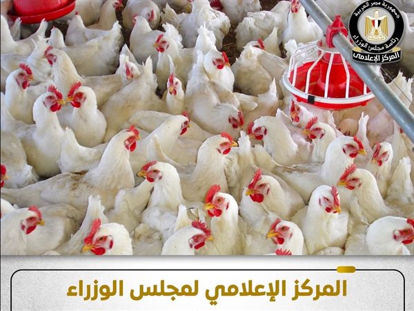 الفراخ آمنة.. مجلس الوزراء ينفي ظهور إنفلونزا الطيور بالمزارع المصرية