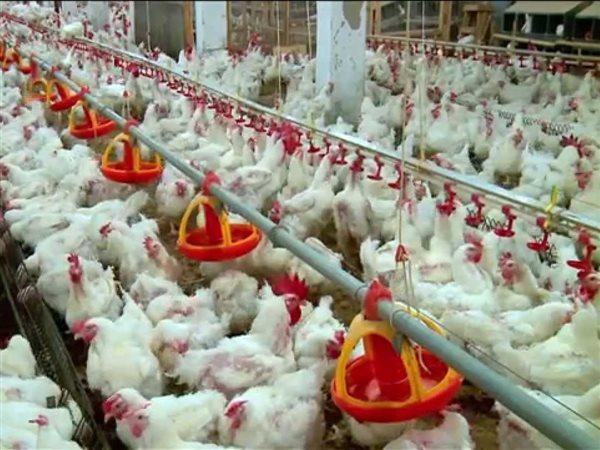 الدواجن تهبط 5 جنيهات.. العناني يوضح سبب ارتفاع وانخفاض الأسعار قبل رمضان 