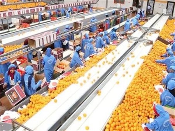 الزراعة: صادرات مصر تصل 170 دولة وطفرة غير مسبوقة بالسوق الأوروبية