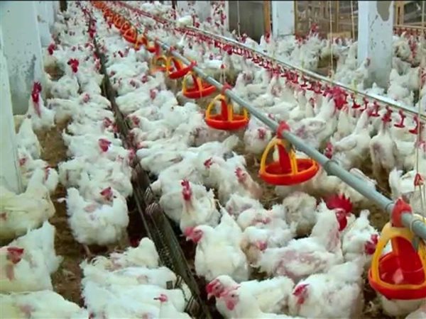 انخفاض مفاجئ في أسعار الفراخ.. شعبة الدواجن تكشف أسباب تراجع الأسعار