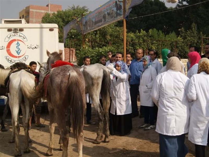 وظائف الأطباء البيطريين