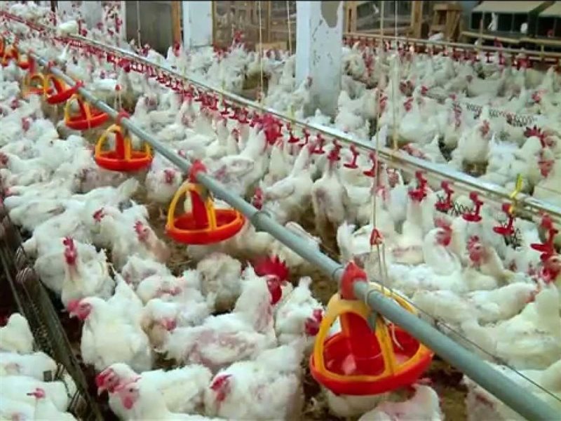 الدواجن في السوق