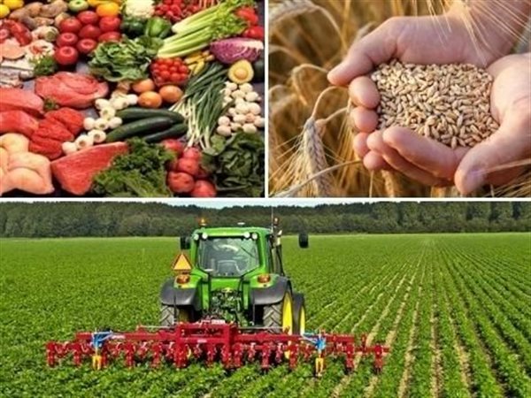 الدولة تحل المعادلة الصعبة بفضل مستقبل مصر والزراعة.. اكتفاء ذاتي تاريخي وصادرات تتجاوز المستهدفات