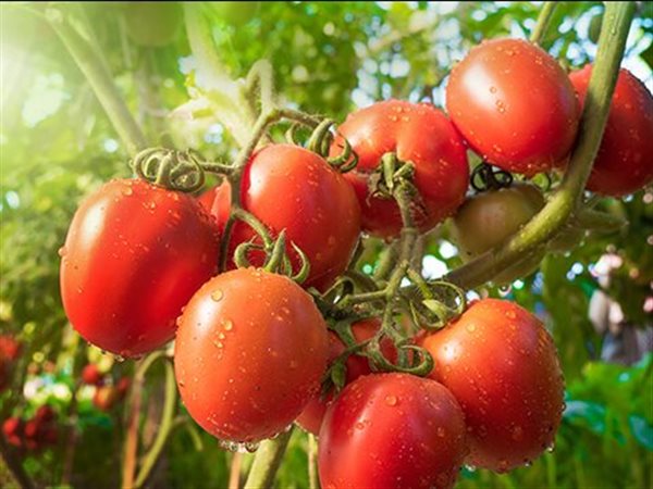 20 جنيهاً للكيلو.. تحذيرات من موجة غلاء تضرب سوق الطماطم قبل رمضان