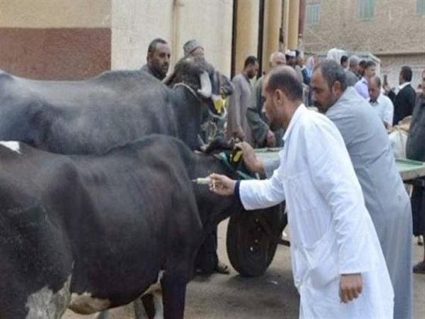 تحصين1.7 مليون رأس ماشية ضد الحمى القلاعية وتكثيف حملات مكافحة السعار بالمحافظات