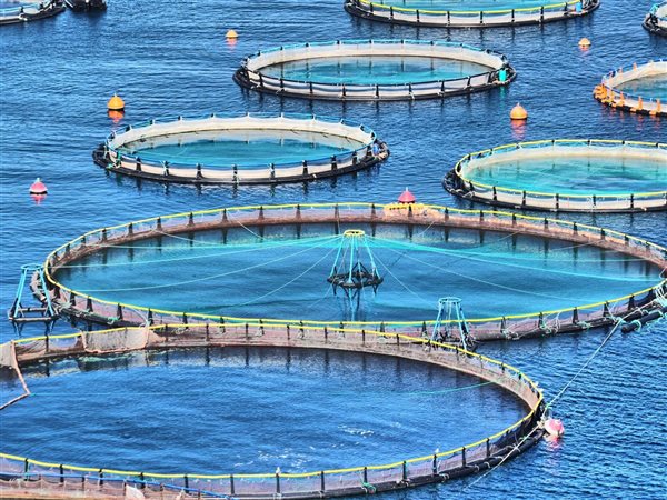 وزارة الزراعة تنقذ بحيرات مصر.. جهود حاسمة لإعادة الحياة إلى الثروة السمكية