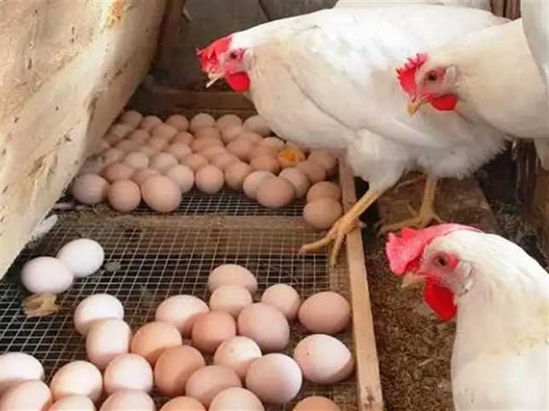 الدواجن والبيض