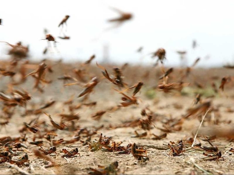  الجراد الصحراوي