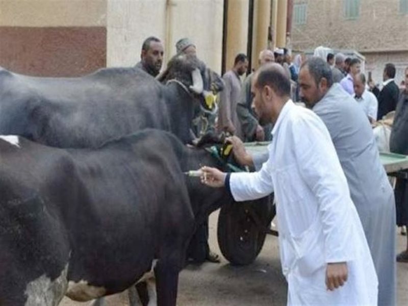 تحصين الماشية