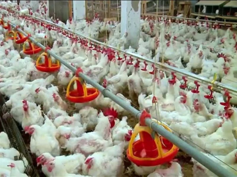 الدواجن في السوق