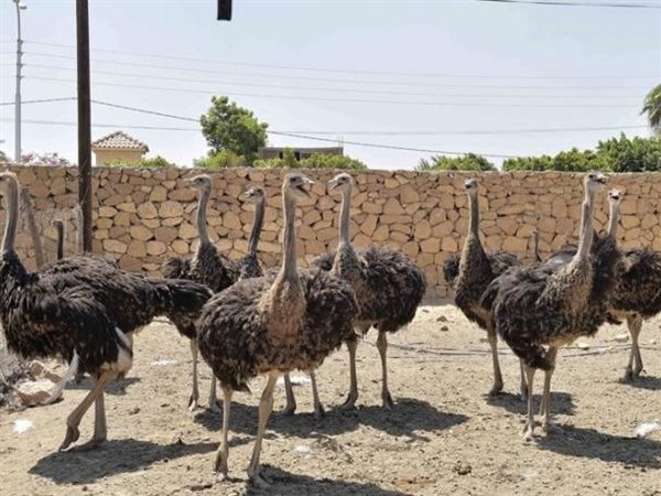 عوائد تفوق 300%.. هل مزارع النعام تربح كما يروج لها؟