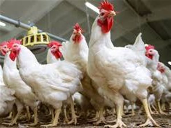 شعبة الدواجن تحذر من نقص المعروض في رمضان.. وتؤكد: احتمال الاستيراد لسد الفجوة