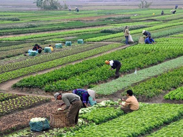 من السمك إلى الدواجن إلى الإرشاد.. وزارة الزراعة تبني منظومة متكاملة للأمن الغذائي