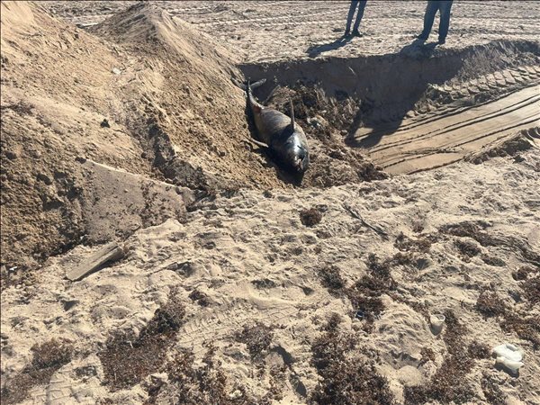 البيئة: دفن الدرفيل النافق في رأس غارب وفقًا للاشتراطات البيئية