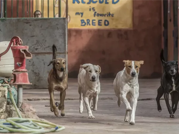 «الزراعة» تحصن وتعقم أكثر من 11 ألف كلب شارع وتنفذ 779 ندوة توعوية