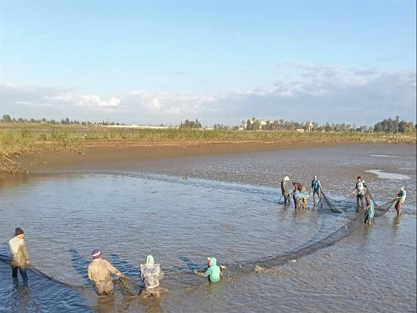 جهاز حماية البحيرات يرفع إنتاجية الثروة السمكية بمزرعة الزاوية بكفر الشيخ