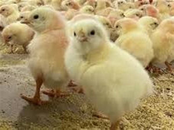 بورصة الدواجن اليوم.. استقرار أسعار 