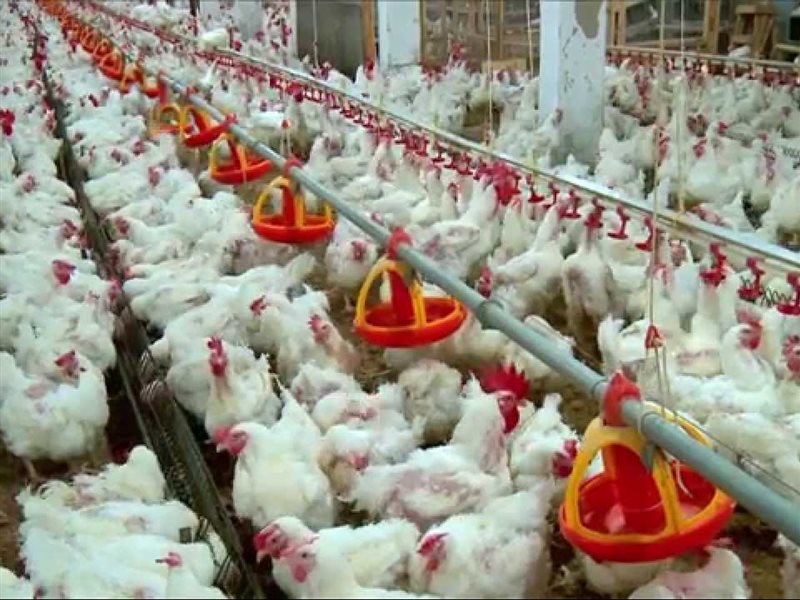 الدواجن في السوق المصري 